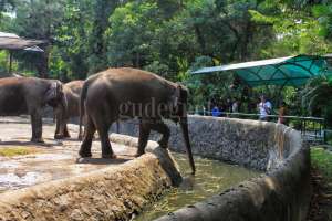 Gembira Loka Zoo Kembali Dibuka 