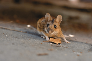 Tips Usir Tikus di Rumah