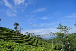 Wisata Seru di Tengah Hamparan Kebun Teh 