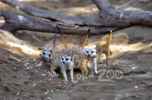 12 Meerkat nan Lucu Hadir di Gembira Loka