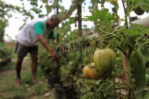 Pemkot Akan Tambah Kampung Sayur